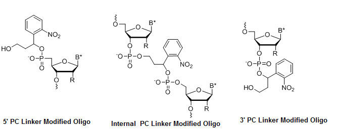 Bio-Synthesis Inc. Oligo Structure